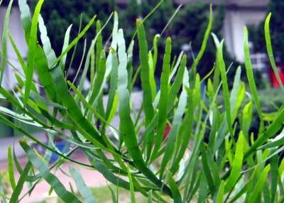 竹節(jié)草養(yǎng)殖方法？