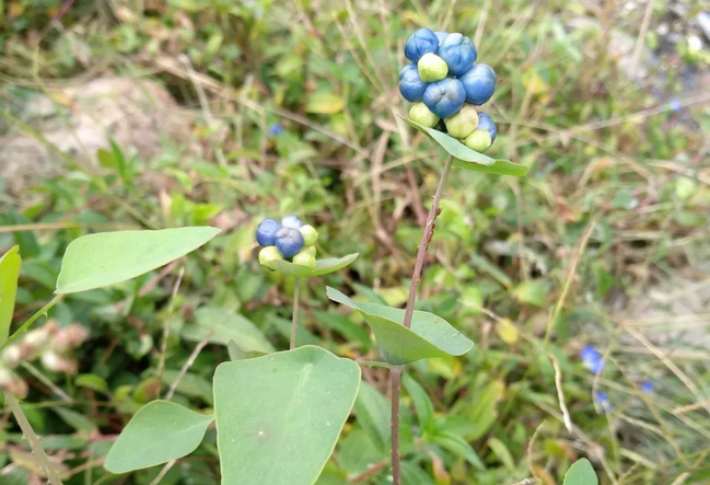 杠板歸的應(yīng)用