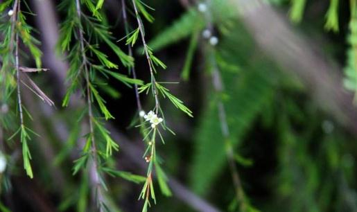 崗松的功效與作用分析！