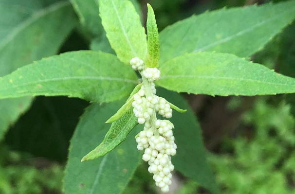 劉寄奴的圖片 劉寄奴的圖片