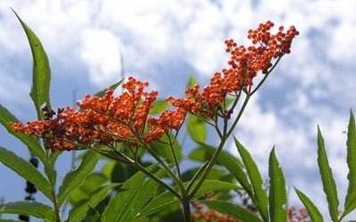 血滿草治療小兒麻痹的方法？