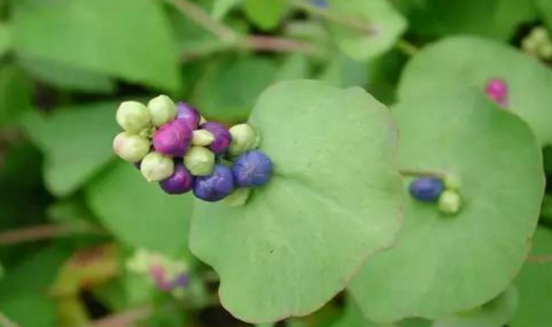 中藥杠板歸具有清熱解毒的功效,那杠板歸的臨床應(yīng)用有哪些? 杠板歸的臨床應(yīng)用