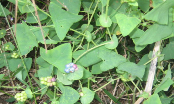 中藥杠板歸具有清熱解毒的功效,那杠板歸的臨床應(yīng)用有哪些? 杠板歸的臨床應(yīng)用