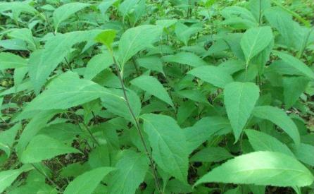 劉寄奴的藥材性狀！