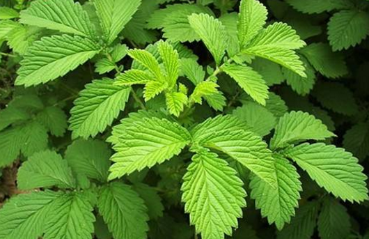 仙鶴草的圖片 仙鶴草的圖片