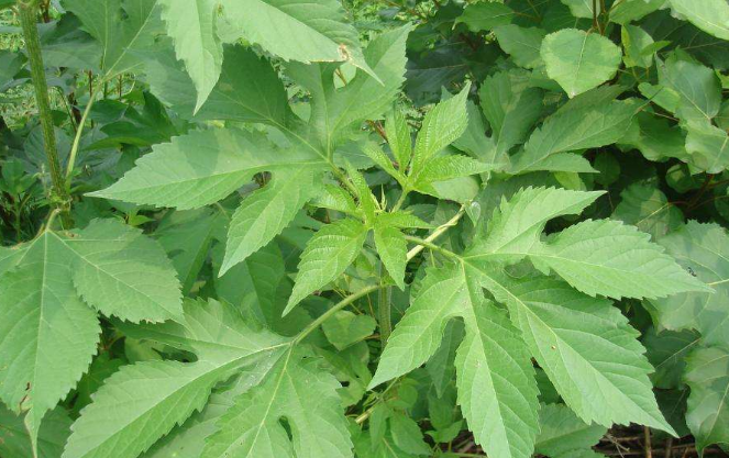 豚草的圖片 豚草的圖片