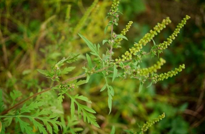 豚草的危害 豚草的危害