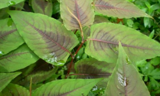 中藥赤脛散的這3大栽培技巧你都知道嗎? 赤脛散