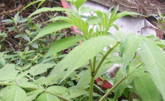 蒴藋的藥理作用！