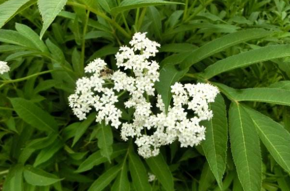 血滿草的功效與作用 血滿草的功效與作用