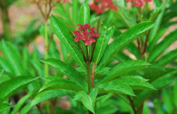 血滿草的鑒別 血滿草的鑒別