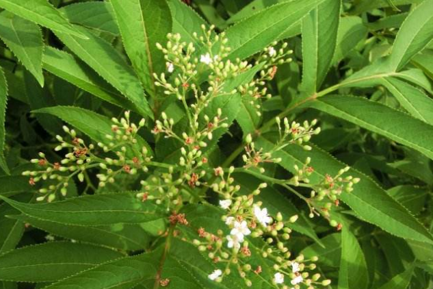 血滿草的用法 血滿草的用法