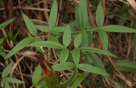 隔山香功能主治！