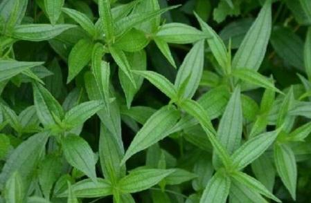 糯米藤形態(tài)特征！