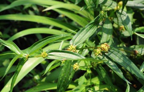 掌握技巧種植糯米藤不在難! 糯米藤藥用選用!