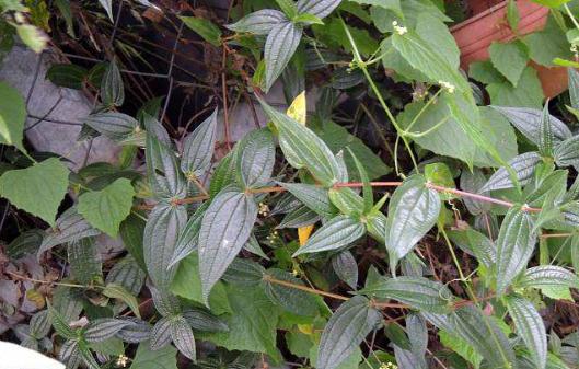 糯米藤種植技巧！