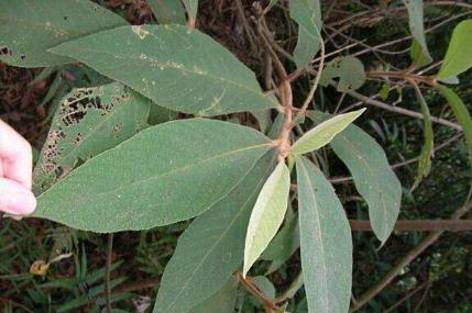 紫珠葉的功能主治！