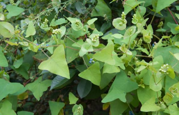 杠板歸的應(yīng)用