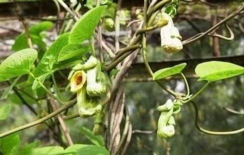 關(guān)木通！！