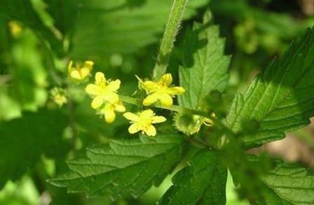 仙鶴草粥的做法及配方藥材仙鶴草圖片! 仙鶴草主治!