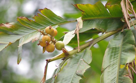 醬牛肉的做法！
