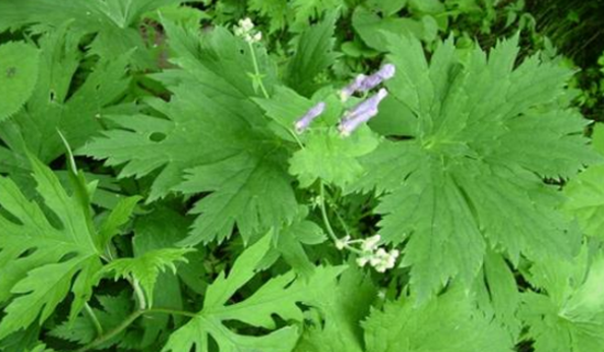 雪山一支蒿的圖片