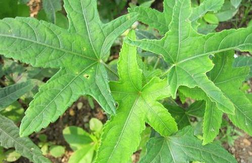 五指山參的形態(tài)特征！