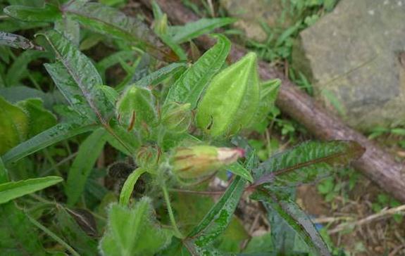 五指山參的主要價(jià)值！