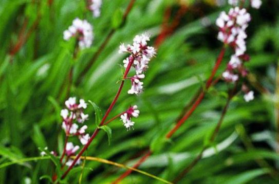 甘松植物形態(tài)及其治病附方! 甘松的植物形態(tài)!