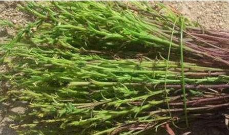 獨(dú)腳柑的植物形態(tài)！