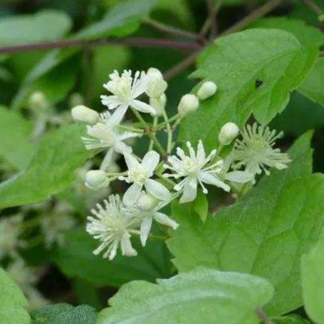 中藥女萎的圖片鑒賞及其應(yīng)用價(jià)值分析!