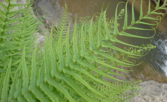 蜈蚣草的功效 蜈蚣草的功效