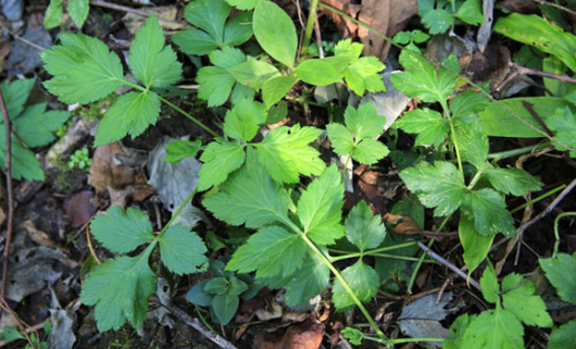 鵝腳板的圖片 鵝腳板的圖片