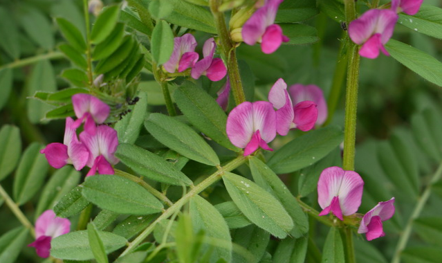 大巢菜的功效 大巢菜的功效