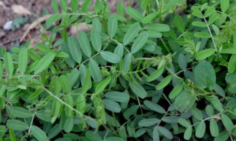 大巢菜的吃法 大巢菜的吃法