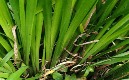 五香草的圖片 五香草的圖片