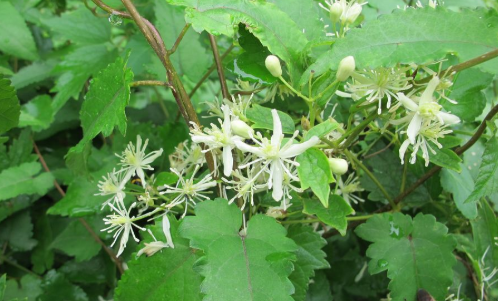 女萎的圖片 女萎的圖片