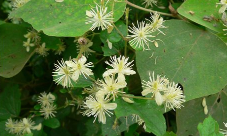 女萎的功效 女萎的功效