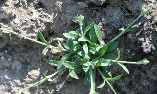 女婁菜的圖片 女婁菜的圖片