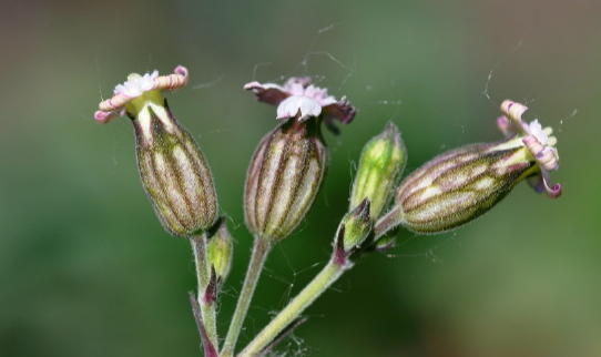 中藥女婁菜 中藥女婁菜
