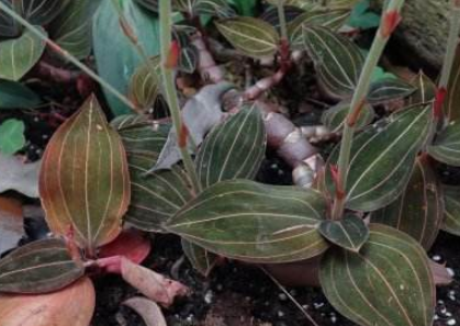 中藥石蠶的養(yǎng)殖方法介紹! 石蠶