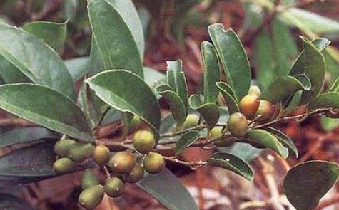 丁公藤風(fēng)濕藥酒孕婦可以服用嗎?丁公藤的圖片