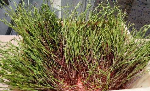 獨(dú)腳柑的功效