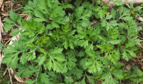 雪山一支蒿的圖片 雪山一支蒿的圖片