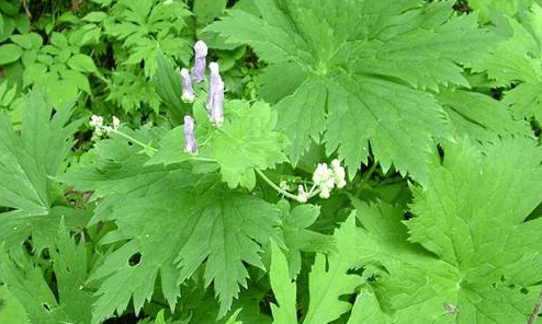 雪山一支蒿的圖片 雪山一支蒿的圖片