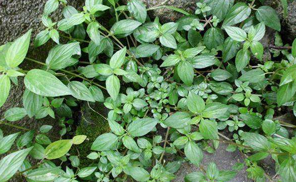 糯米藤的功效與作用 糯米藤的功效與作用