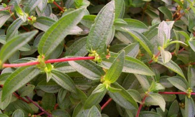 糯米藤的圖片 糯米藤的圖片