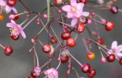 孩子大便很干,拉的跟羊屎蛋似的,怎么辦?