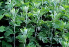 長期吃白扁豆有害嗎?白扁豆營養(yǎng)成分介紹!