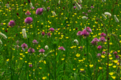 桑葉枇杷粥怎么制作呢?